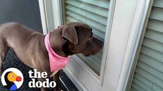 Shelter Pittie Keeps Looking For One Door to Walk Into Forever | The Dodo
