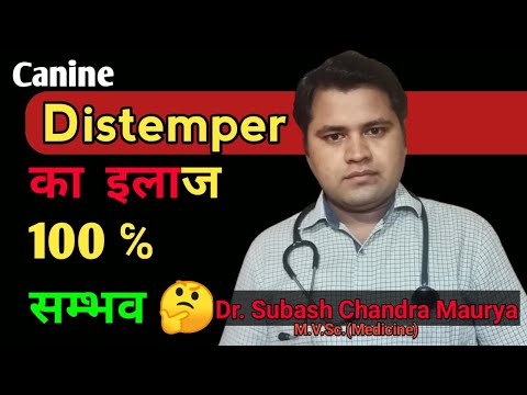 Canine distemper का treatment 100 % सम्भव / Sign and Symptoms of Canine Distemper /Doctor Pets