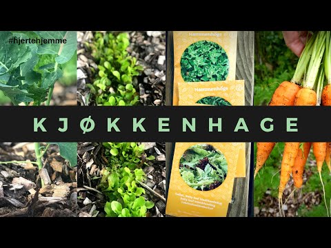 , title : '🌱HVORDAN SÅ FRØ OG LAGE KJØKKENHAGE (uten drivhus) | 🌿Dyrke grønnsaker i pallekarmer'