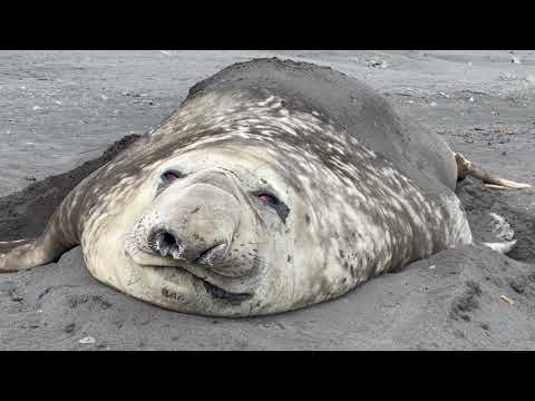 Mirounga leonina (Southern elephant seal from Livingston Island, Antarctica) Güney fil foku