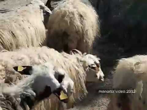 Un giorno da pecora...Intervallo  每天一隻羊，間隔 (manortiz)