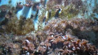 preview picture of video 'Bergen aan Zee ( Zee Aquarium )'