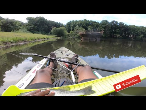 Catching BIG Bass On Senko's !! ( Kayak Fishing )