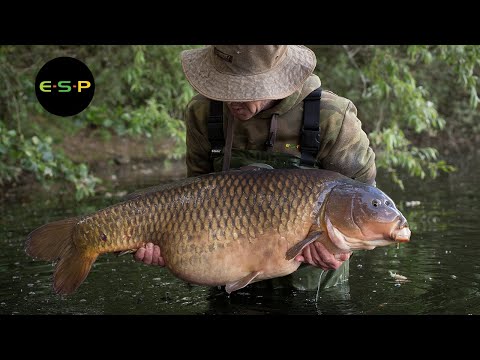 Old Gold | Terry Hearn | Iconic Carp Fishing