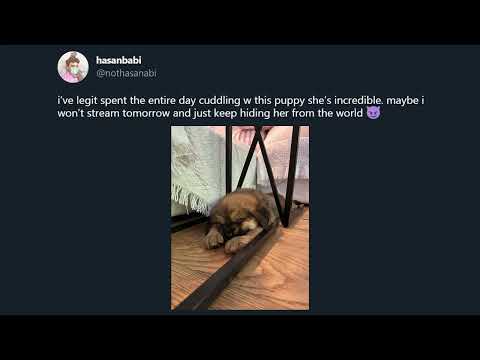 HasanAbi April 22, 2023 – NO STREAM TODAY (getting the puppy)