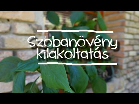 kenet a növényen a férfiak hemotest antihelmintikus gyógyszerek csecsemők számára