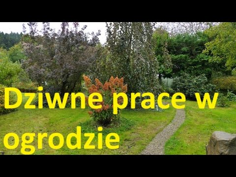 Strange gardening work, more definitely autumnal.