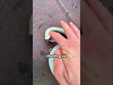 Tuyệt chiêu sinh tồn độc nhất vô nhị 🧐