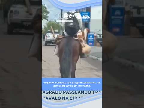 Registro inusitado: Cão é flagrado passeando na garupa de cavalo em Turmalina.