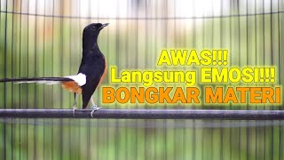 Download lagu 100% AMPUH MENAIKKAN EMOSI MURAI BATU YANG DIAM BIKIN MURAI BATU APAPUN LANGSUNG BONGKAR ISIAN mp3 Download lagu 100% AMPUH MENAIKKAN EMOSI MURAI BATU YANG DIAM BIKIN MURAI BATU APAPUN LANGSUNG BONGKAR ISIAN mp3