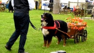 preview picture of video 'Bernese mountain dogs pulling carts at the Royal county of Berkshire Show 2013'