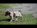 Deutsch Drahthaar puppy