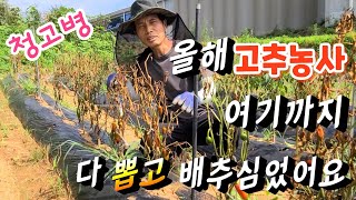 올해 고추농사 여기까지 ✔다 뽑고 쌈배추 심었어요  ✔청고병,,
