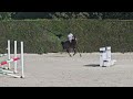 Caballo castrado Media Sangre En venta 2022 Bayo moreno por EMERALD