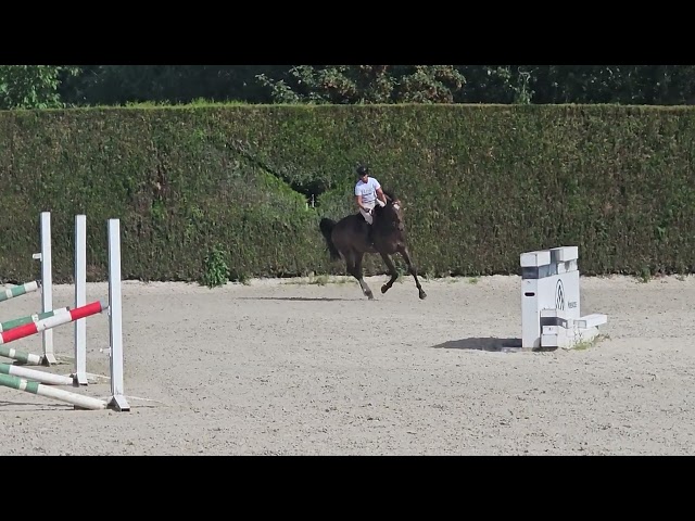 Caballo castrado Media Sangre En venta 2022 Bayo moreno por EMERALD
