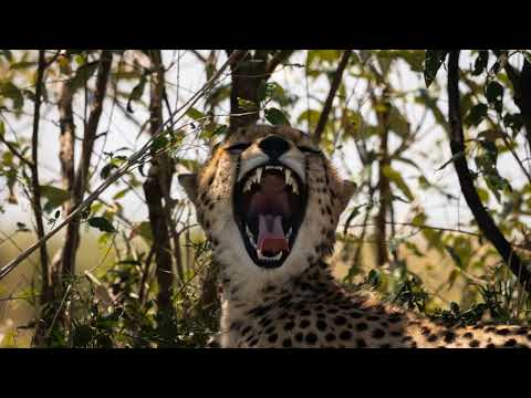 Okavango or Maasai Mara? Pick the Perfect Safari in 12 Minutes