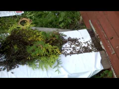 Mesilaste sissemarss.