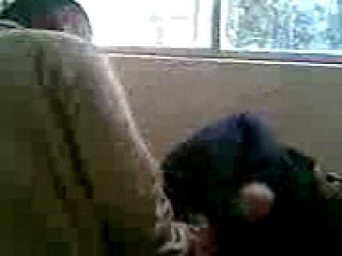 Si los ves cometelos