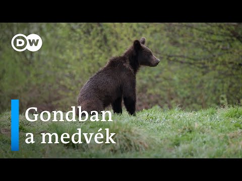 Erdőirtások Lengyelországban | Gondban a medvék