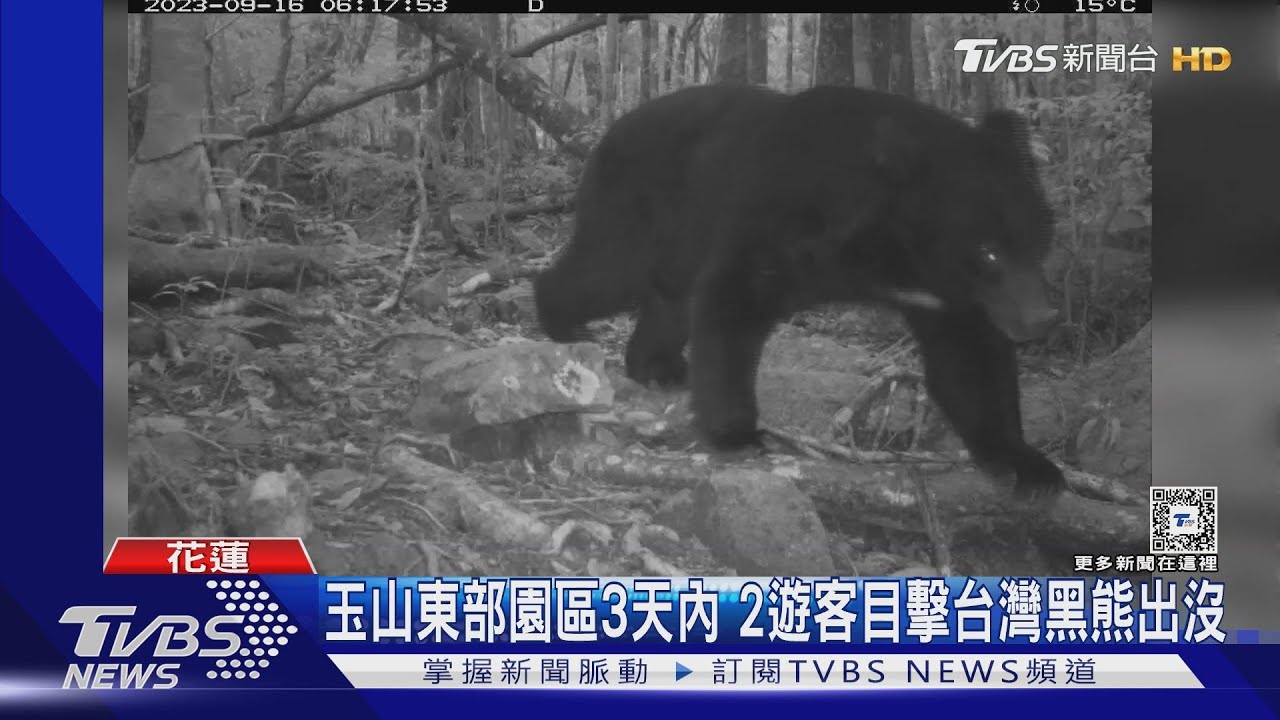玉山東部園區　3天內2遊客目擊台灣黑熊出沒