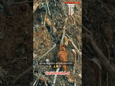 මිනිසුන් තුල දුලබ සතුන් තුල සුලබ අවංක ආදරේ #thivankab #trending #ceylon #travel #animals #love #sad