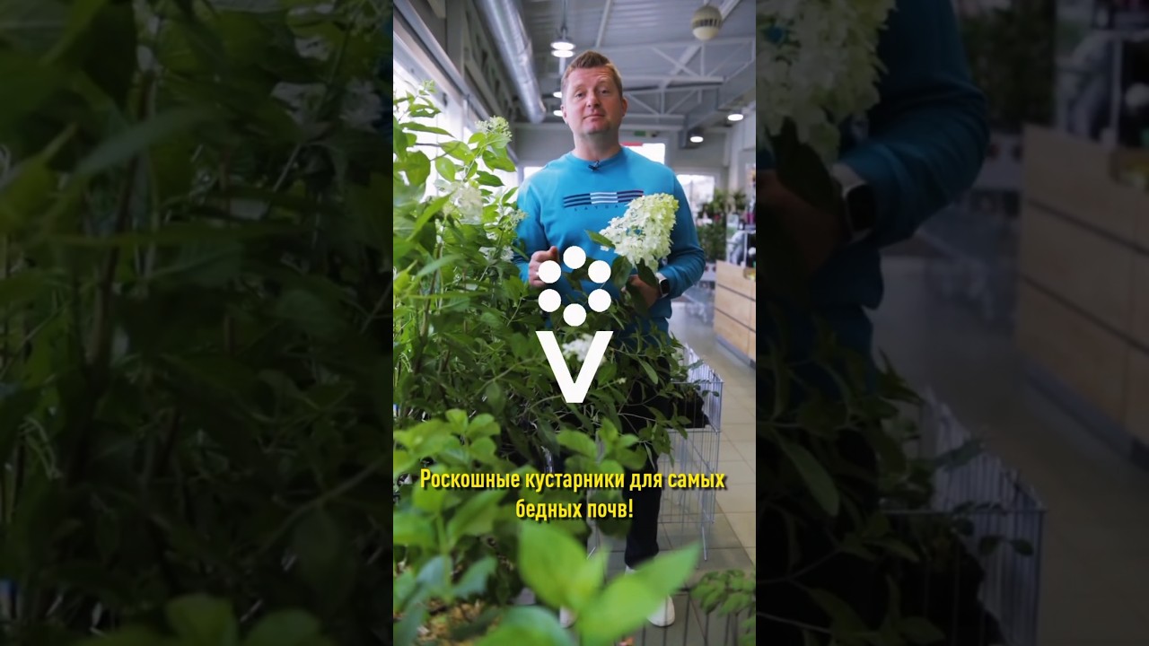 Роскошные кустарники для самой бедной почвы! Растут даже на камнях и песке!