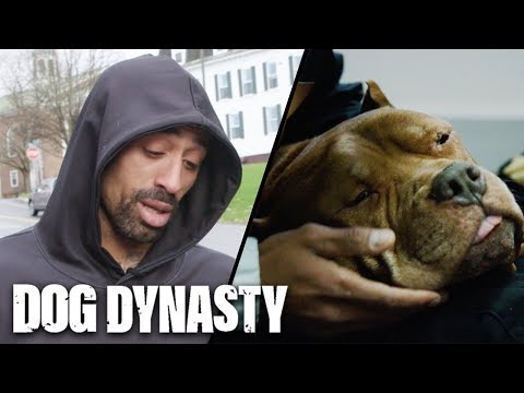 RIP The King Of The Pitbulls | DOG DYNASTY