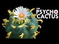 Peyote: The Cactus With Psychedelic Defenses