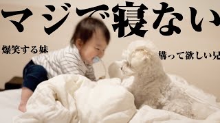 赤ちゃんを寝させまいと暴れる兄犬とそれに大喜びの妹が可愛すぎた…笑【マルプー×１歳】