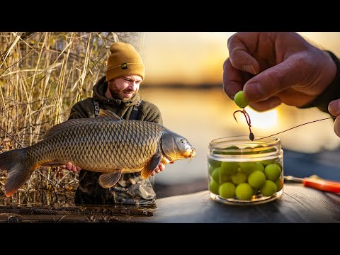 INSTANT carp fishing in winter | We didn't expect that 😱