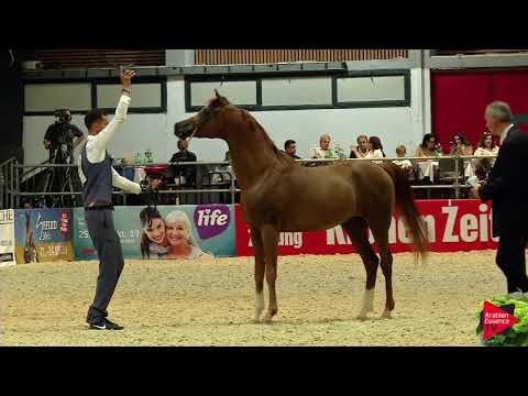 N 50 TM LAMBORGHINI   Wels 2019   Colts 3 years old Class 6