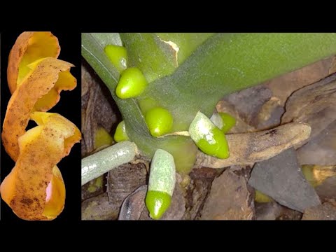 ORKİDEYİ ANINDA DİRİTEN MUCİZE‼️Bol Çiçek Açsın Canlı Sert Yapraklar Ve Sağlıklı kök Çıkarsın