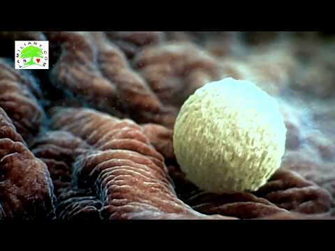 comment augmenter spermatozoide