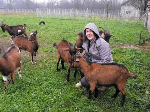 Alpske koze donose natprosječnu zaradu u BiH