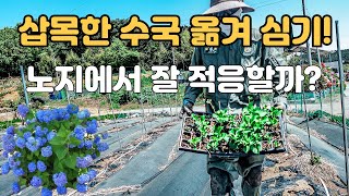 수국키우기 삽목한 수국 옮겨 심어보자 수국 노지식재 