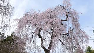 枝垂れ桜