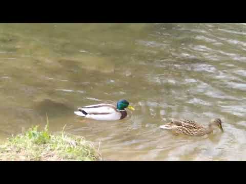 Stockente, eine Schwimmente (Tauchenten siehe Beschreibung)