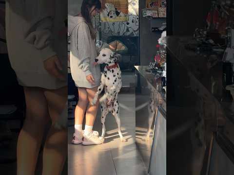 Is This The Cutest Dog Ever? #shorts #travel #china