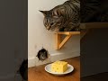 The Mouse Reaches For The Cheese But The Cat Is Watching