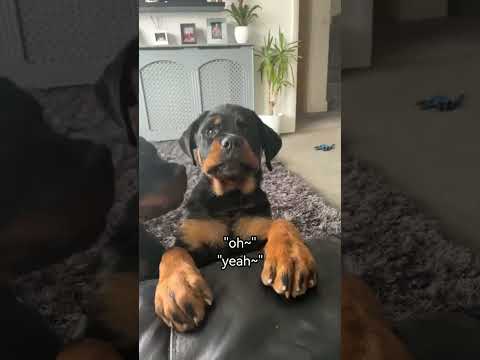 The Most Hilariously Cute Dog #funnydogs#cute#doglover#FunnyCuteDog#AdorablePuppy#FunnyCuteDog