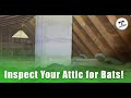 See Why You Should Inspect Your Attic For Bats! - Bat Removal Hamilton - Ontario Wildlife Removal Inc. See Why You Should Inspect Your Attic For Bats! - Bat Removal Hamilton