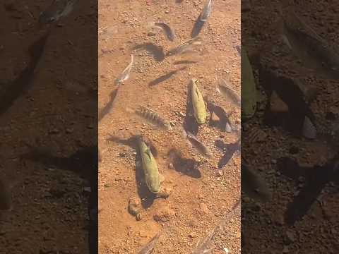 🤣 TRAÍRA TAKING CARE OF THE FLOCK 🤣 #fishing #fishing #traira #trairas #tilapia