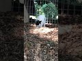Black N White Feral Cat Shorts