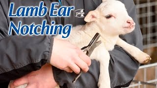 Ear Notching