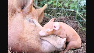 The Old Sow by Sharon, Lois, and Bram