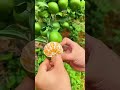 Check the ripeness of the oranges