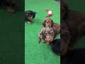 Miniature Dachshund dogs for sale: Benji - Video 2