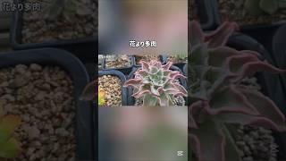 夏最後の水やり!水やりが必要な多肉の見分け方 # #多肉植物 #観葉植物 #succulent #ガーデニング