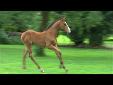 Hengstfohlen v. Colorit - Chin Champ - Coriano - Lord *2017 Stamm 18A2