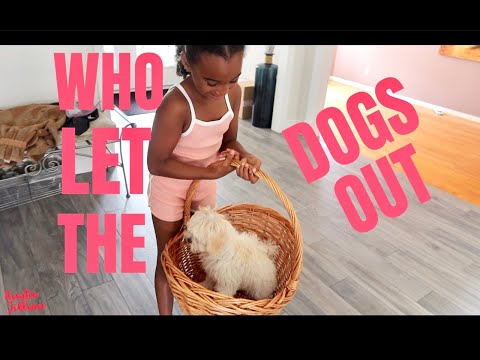 WHO LET THE DOGS OUT